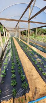 Propriedade produz morangos em Balneário Pinhal